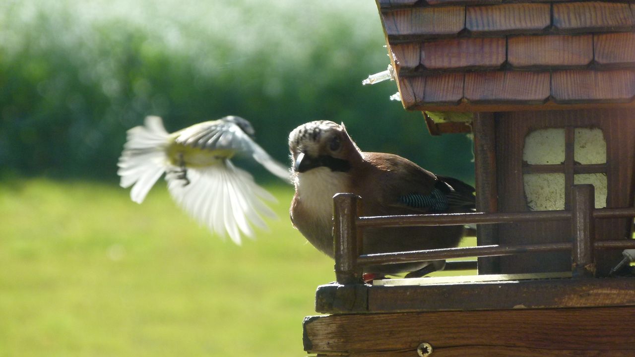 Gäste im Vogelhaus Gäste im Vogelhaus